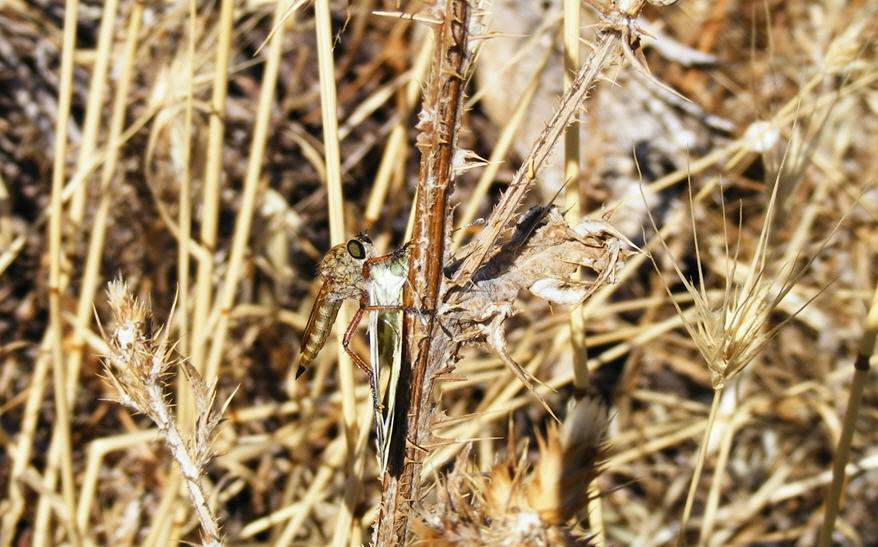 Determinazione - Dittero Asilidae